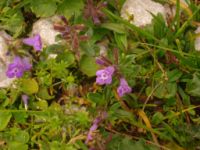 2014-08-02_06FritzPflaum-Steig (306).JPG